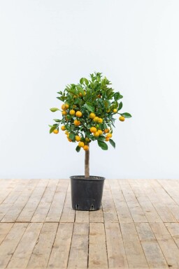 Citrusboom / Citrus Calamondin ministam