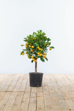Citroenboom Citrus Mitis Calamondin Ministam 80-100 Pot Citrusboom / Citrus Calamondin ministam 80-100 cm
