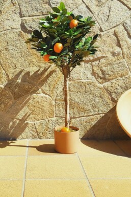 Mandarijnenboom / Citrus Reticulata ministam 60-80 cm