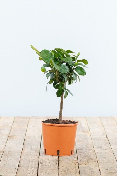 Sinaasappelboom Citrus Sinensis Ministam 20-30 Pot Sinaasappelboom / Citrus Sinensis ministam 20-30 cm