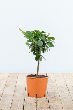 Sinaasappelboom / Citrus Sinensis ministam 20-30 cm