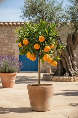 Sinaasappelboom / Citrus Sinensis ministam 60-80 cm