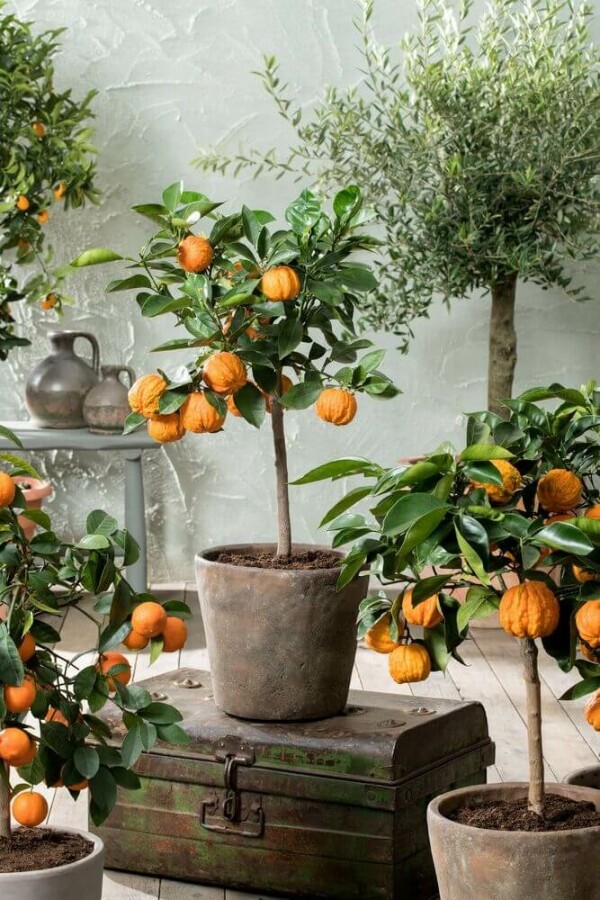 Sinaasappelboom Citrus Sinensis Ministam 80-100 Pot Sinaasappelboom / Citrus Sinensis ministam 80-100 cm