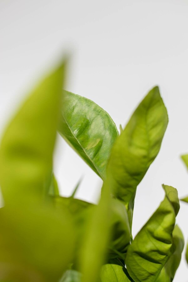 Sinaasappelboom Citrus Sinensis Op stam 10-15 150-175 Pot Sinaasappelboom / Citrus Sinensis op stam 150-175 cm