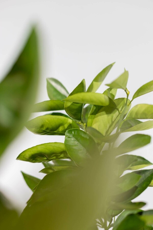 Sinaasappelboom Citrus Sinensis Op stam 20-30 175-200 Pot Sinaasappelboom / Citrus Sinensis op stam 175-200 cm