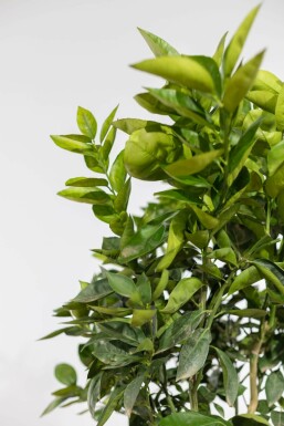 Sinaasappelboom Citrus Sinensis Op stam 40-50 175-200 Pot Sinaasappelboom / Citrus Sinensis op stam 175-200 cm