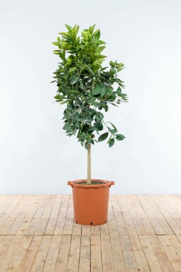 Sinaasappelboom Citrus Sinensis Op stam 5-10 125-150 Pot