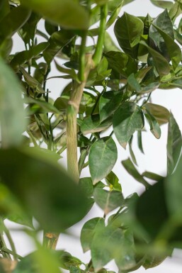 Sinaasappelboom / Citrus Sinensis op stam 125-150 cm