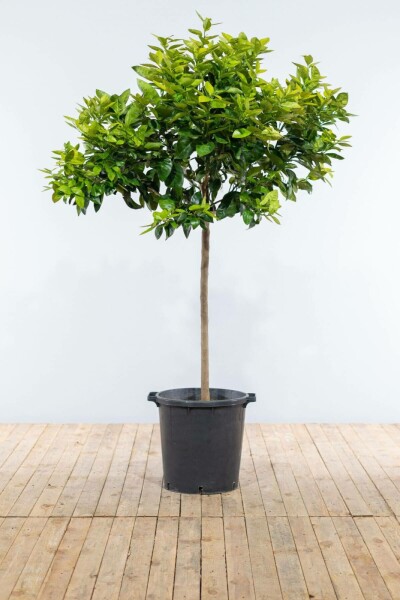 Sinaasappelboom Citrus Sinensis Op stam 50-60 175-200 Pot Sinaasappelboom / Citrus Sinensis op stam 175-200 cm