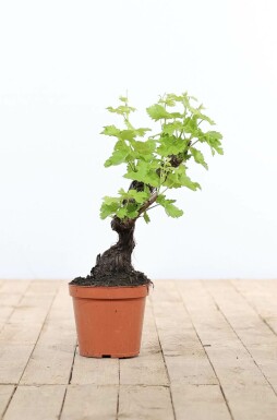 Wijnstok Vitis Vinifera Bonsai 20-40 Pot Wijnstok / Vitis Vinifera bonsai 20-40 cm