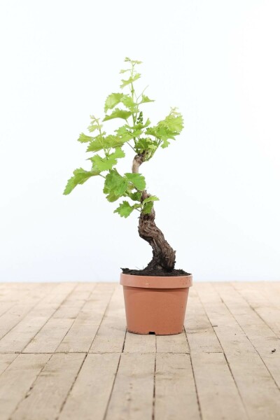 Wijnstok Vitis Vinifera Bonsai 40-60 Pot Wijnstok / Vitis Vinifera bonsai 40-60 cm