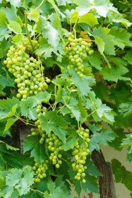 Wijnstok / Vitis Vinifera bonsai 40-60 cm