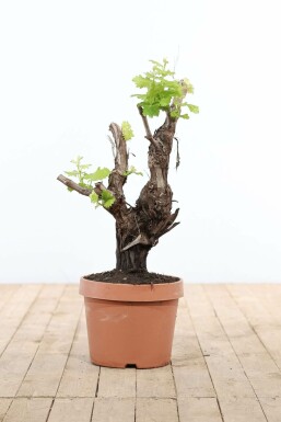 Wijnstok Vitis Vinifera Bonsai 60-80 Pot