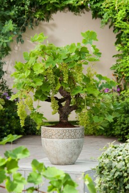 Wijnstok Vitis Vinifera Bonsai 60-80 Pot Wijnstok / Vitis Vinifera bonsai 60-80 cm