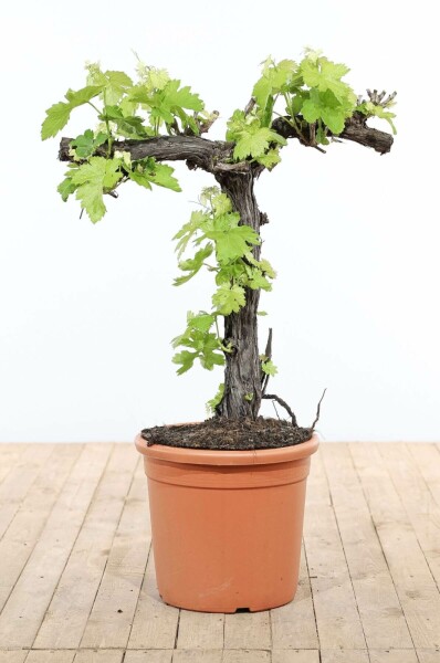 Wijnstok Vitis Vinifera Bonsai 80-100 Pot Wijnstok / Vitis Vinifera bonsai 80-100 cm