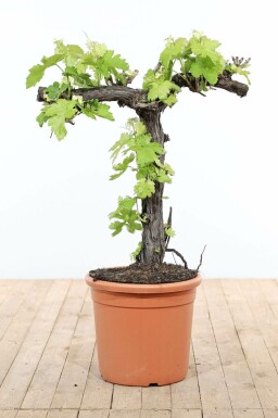 Wijnstok Vitis Vinifera Bonsai 80-100 Pot Wijnstok / Vitis Vinifera bonsai 80-100 cm