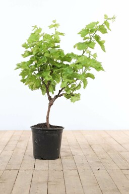 Wijnstok Vitis Vinifera Op stam 10-15 80-100 Pot Wijnstok / Vitis Vinifera op stam 80-100 cm