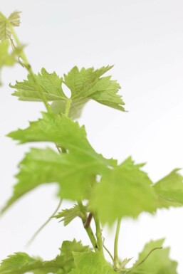 Wijnstok Vitis Vinifera Op stam 10-15 80-100 Pot