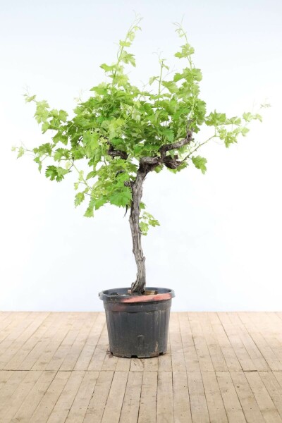 Wijnstok Vitis Vinifera Op stam 15-20 100-125 Pot Wijnstok / Vitis Vinifera op stam 100-125 cm