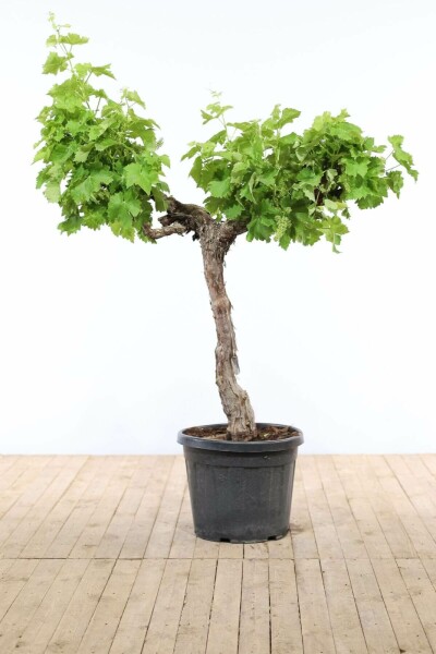 Wijnstok Vitis Vinifera Op stam 20-30 125-150 Pot Wijnstok / Vitis Vinifera op stam 125-150 cm