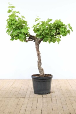 Wijnstok Vitis Vinifera Op stam 20-30 125-150 Pot Wijnstok / Vitis Vinifera op stam 125-150 cm