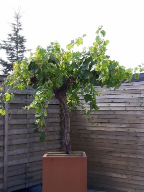 Wijnstok Vitis Vinifera Op stam 20-30 125-150 Pot