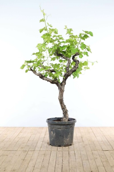 Wijnstok Vitis Vinifera Op stam 30-40 150-175 Pot Wijnstok / Vitis Vinifera op stam 150-175 cm