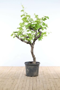 Wijnstok Vitis Vinifera Op stam 30-40 150-175 Pot Wijnstok / Vitis Vinifera op stam 150-175 cm