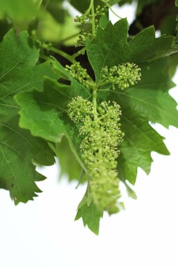 Wijnstok Vitis Vinifera Op stam 30-40 150-175 Pot