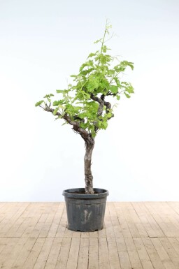 Wijnstok Vitis Vinifera Op stam 40-50 175-200 Pot Wijnstok / Vitis Vinifera op stam 175-200 cm