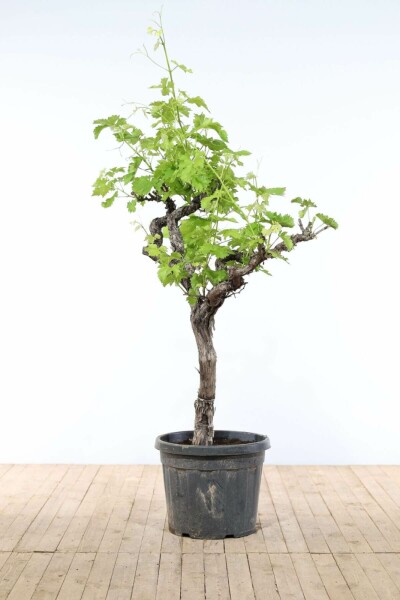 Wijnstok Vitis Vinifera Op stam 50-60 200-225 Pot Wijnstok / Vitis Vinifera op stam 200-225 cm