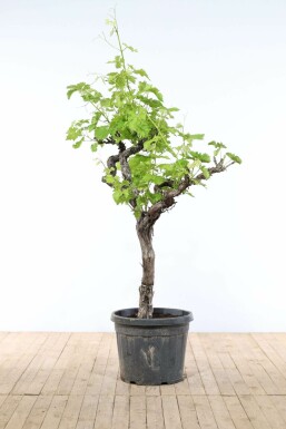 Wijnstok Vitis Vinifera Op stam 50-60 200-225 Pot Wijnstok / Vitis Vinifera op stam 200-225 cm