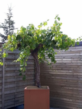 Wijnstok Vitis Vinifera Op stam 50-60 200-225 Pot Wijnstok / Vitis Vinifera op stam 200-225 cm