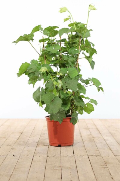 Wijnstok Vitis Vinifera Rek 100-120 Pot Wijnstok / Vitis Vinifera rek 100-120 cm