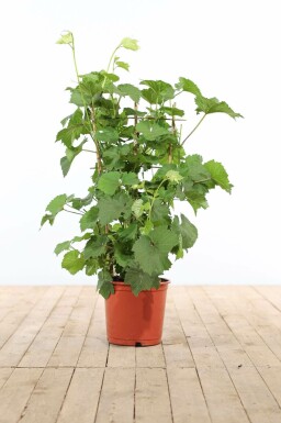 Wijnstok Vitis Vinifera Rek 70-80 Pot Wijnstok / Vitis Vinifera rek 70-80 cm