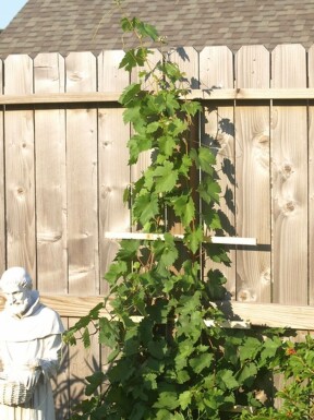 Wijnstok Vitis Vinifera Rek 70-80 Pot Wijnstok / Vitis Vinifera rek 70-80 cm
