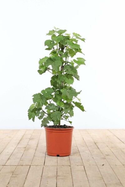 Wijnstok Vitis Vinifera Gestokt 40-60 Pot Wijnstok / Vitis Vinifera stok 40-60 cm