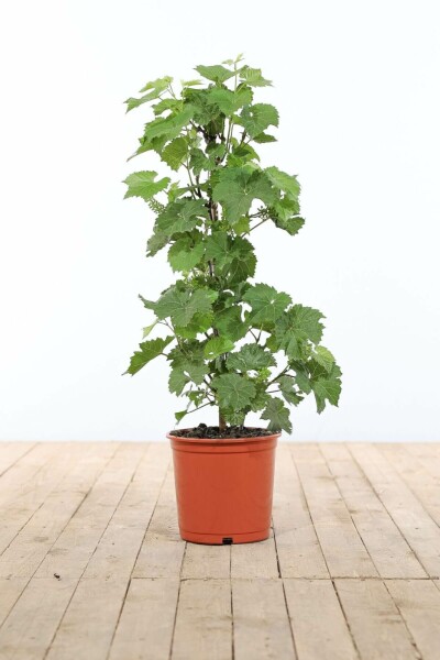 Wijnstok Vitis Vinifera Gestokt 60-80 Pot Wijnstok / Vitis Vinifera stok 60-80 cm