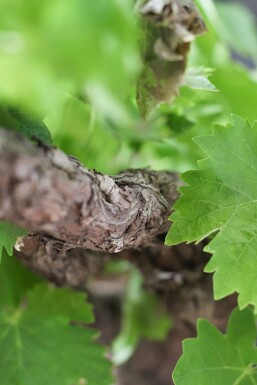 Wijnstok / Vitis Vinifera stok 60-80 cm