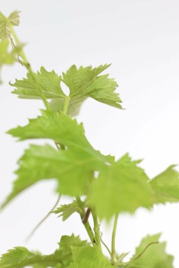 Wijnstok / Vitis Vinifera stok 60-80 cm