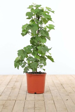 Wijnstok Vitis Vinifera Gestokt 80-100 Pot Wijnstok / Vitis Vinifera stok 80-100 cm