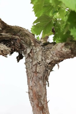 Wijnstok Vitis Vinifera Gestokt 80-100 Pot