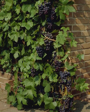 Wijnstok Vitis Vinifera Gestokt 80-100 Pot Wijnstok / Vitis Vinifera stok 80-100 cm