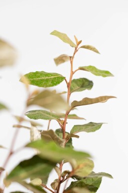 Olijfwilg Elaeagnus Ebbingei 80-100 cm - Kluit