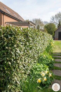Olijfwilg Elaeagnus Ebbingei 80-100 cm - Kluit