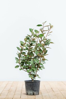 Olijfwilg Elaeagnus Ebbingei Haag 50-60 Kluit Olijfwilg Elaeagnus Ebbingei 50-60 cm