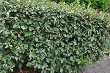 Olijfwilg Elaeagnus Ebbingei 50-60 cm