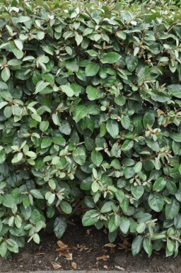 Olijfwilg Elaeagnus Ebbingei 60-80 cm