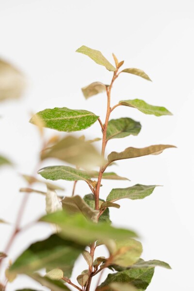 Olijfwilg Elaeagnus Ebbingei 80-100 cm