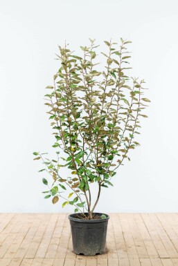 Olijfwilg Elaeagnus Ebbingei Haag 125-150 Kluit Olijfwilg Elaeagnus Ebbingei 125-150 cm